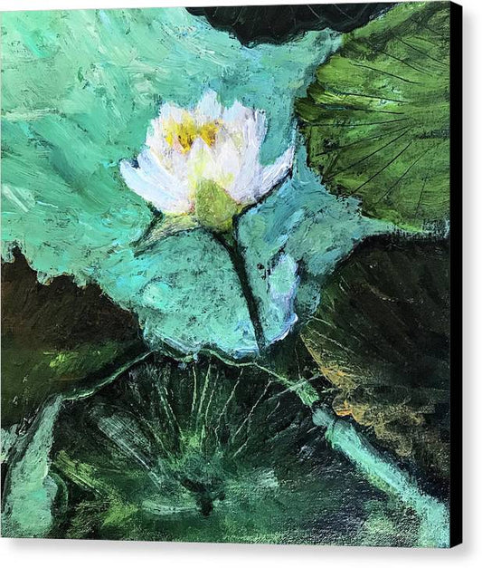 Water Lily, Solo #1 - Canvas Print