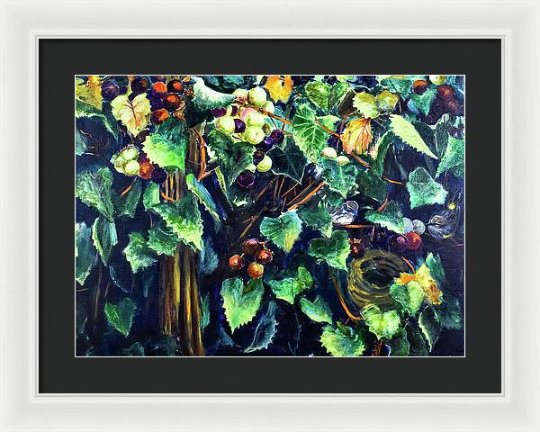 Yellow-rumped Warbler Within Muscadines - Framed Print